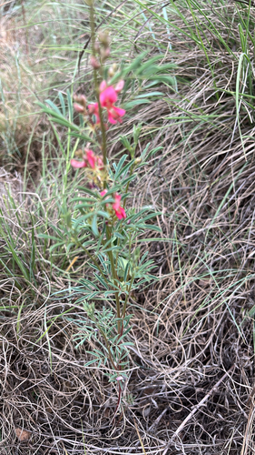 Indigofera observed 2026-10-27