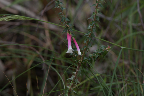 Epacris longiflora, 2026-10-27