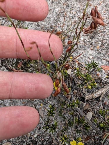 Hypolaena observed 2026-10-21