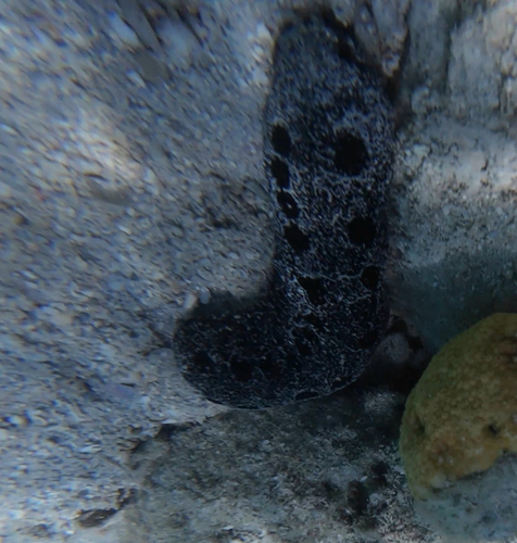 Holothuria observed 2026-10-27