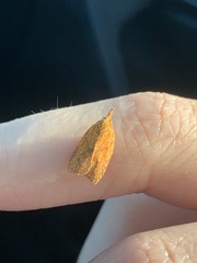 Cenopis reticulatana