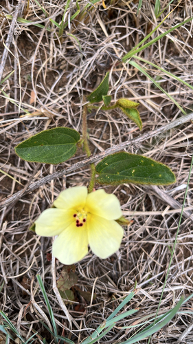 Hibiscus observed 2026-10-27