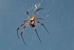 Nephila comorana