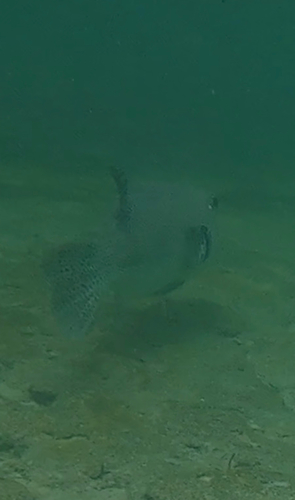 Arothron stellatus observed 2026-10-27