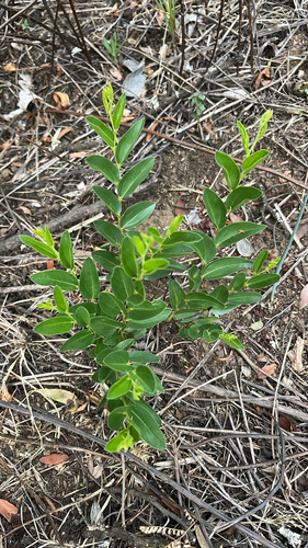 Ziziphus observed 2026-10-27