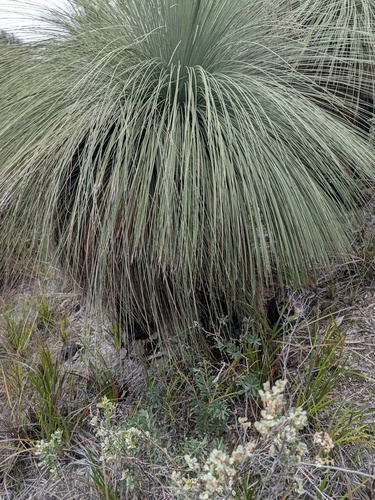 Xanthorrhoea australis observed 2026-10-21