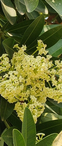 Alstonia scholaris observed 2026-10-27