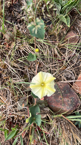 Ipomoea obscura observed 2026-10-27
