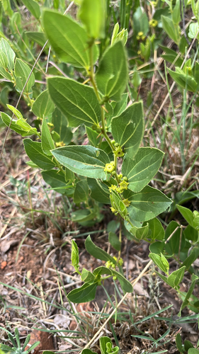 Ziziphus observed 2026-10-27