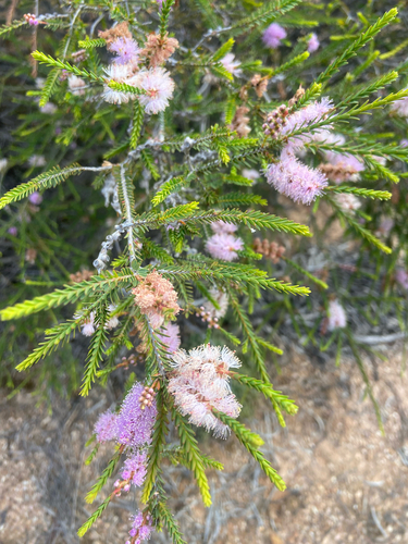 Melaleuca decussata observed 2026-10-27
