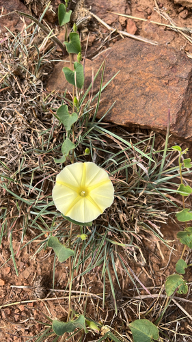Ipomoea obscura observed 2026-10-27