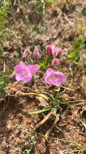 Penstemon observed 2026-10-27
