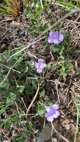 Ruellia observed 2026-10-27