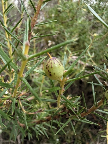 Persoonia juniperina observed 2026-10-21