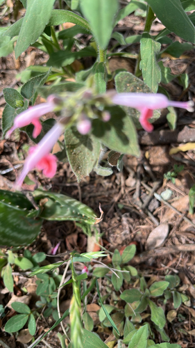 Salvia coccinea observed 2026-10-27