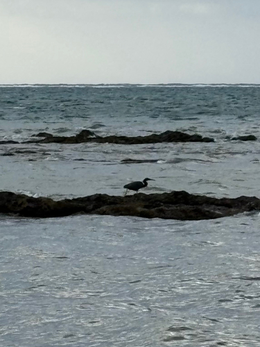 Egretta sacra observed 2026-10-27