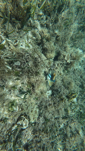 Balistes observed 2026-10-27