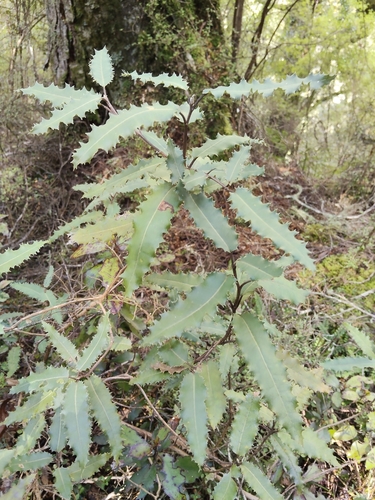 Olearia ilicifolia observed 2026-10-27