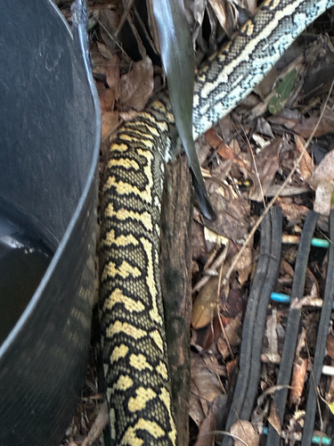Morelia spilota observed 2026-10-27