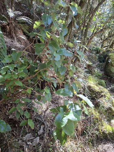 Olearia macrodonta observed 2026-10-17