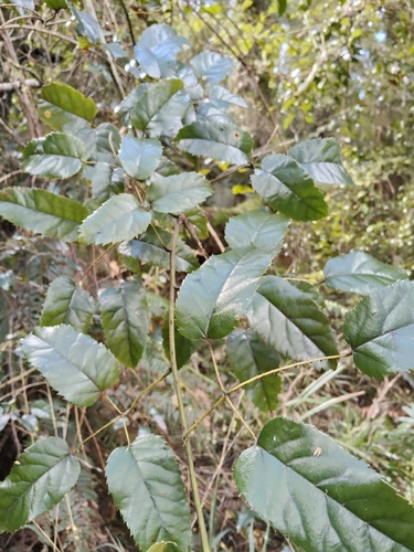 Rubus cissoides observed 2026-10-27