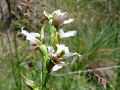 Prasophyllum suttonii