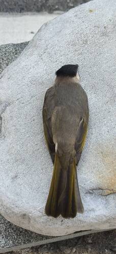 Pycnonotus taivanus, 2026-10-18