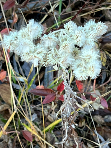 Anaphalis margaritacea observed 2026-10-26