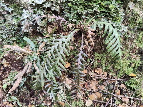 Ctenopteris observed 2026-10-27