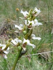 Prasophyllum suttonii