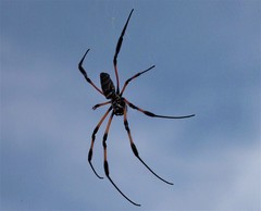Nephila comorana