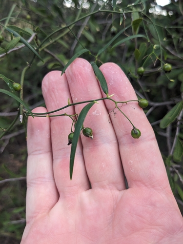 Geitonoplesium cymosum observed 2026-10-27