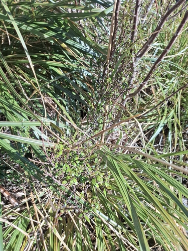 Aristotelia fruticosa observed 2026-10-17