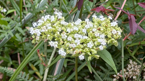 Patrinia villosa observed 2026-10-27