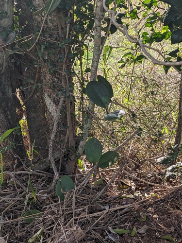 Hoya observed 2026-10-27