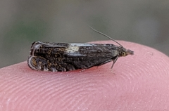 Dichrorampha simulana