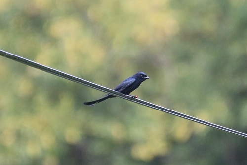 Dicrurus macrocercus observed 2026-10-27