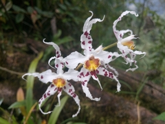 Oncidium cirrhosum