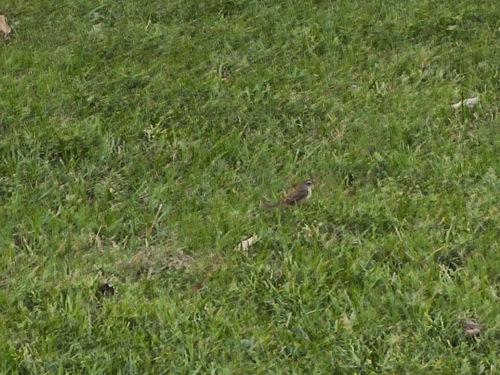 Prinia inornata observed 2026-10-27