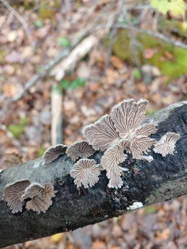 Schizophyllum commune observed 2026-10-27