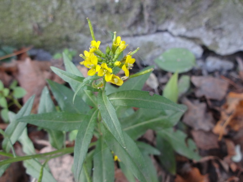 Erysimum observed 2026-10-27