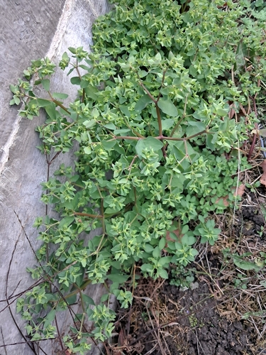 Euphorbia peplus observed 2026-10-27