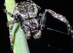 Nuctenea umbratica