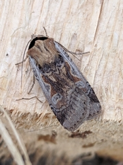 Parabagrotis formalis