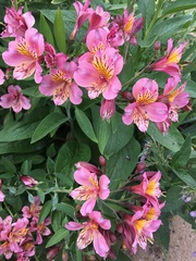 Alstroemeriaceae