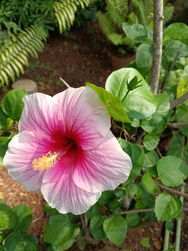Hibiscus rosa-sinensis observed 2026-10-27