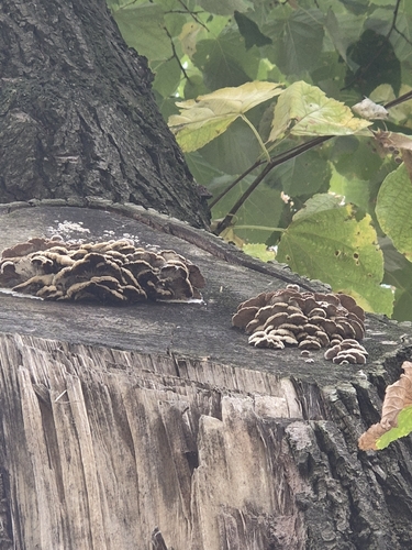Schizophyllum commune observed 2026-10-27