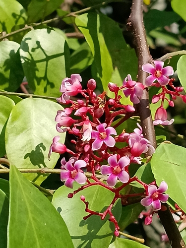 Averrhoa carambola observed 2026-10-27