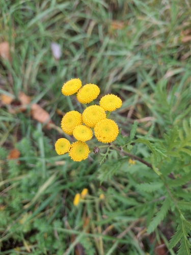 Tanacetum vulgare observed 2026-10-27