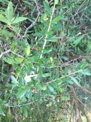 Sideroxylon obtusifolium